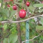 Prunus cerasifera 果