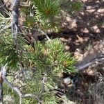 Pinus edulis Folha