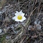 Anemone baldensis Fula