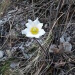 Anemone baldensis Flower