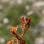 Saxifraga moschata Vrucht