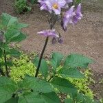 Solanum tuberosumFlower