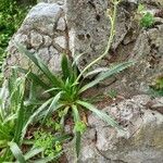 Eryngium agavifolium ശീലം