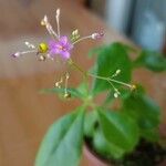 Talinum paniculatum Flower