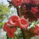 Brachychiton acerifolius Floare