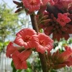 Brachychiton acerifolius Blomma