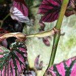 Begonia brevirimosa Habit