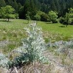 Cirsium douglasii Habitat