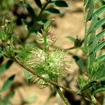 Onobrychis caput-galli Fruit