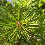 Pinus bungeana Feuille