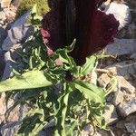 Dracunculus vulgaris फूल