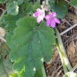 Erodium malacoides Feuille