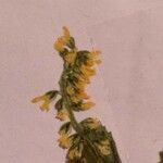 Melilotus elegans Maua