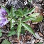 Cardamine pentaphyllos পাতা