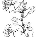 Viola corsica Anders