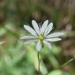 Stellaria graminea Blomst