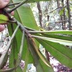 Rhabdodendron amazonicum Лист