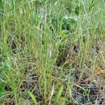 Festuca bromoides Hoja