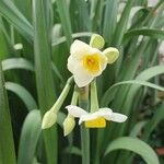 Narcissus tazetta Kwiat