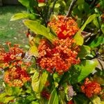 Ixora chinensis Virág