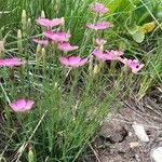 Dianthus pavonius Hàbitat