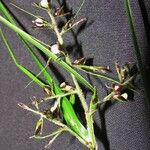 Scleria secans Други