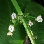 Echinodorus cordifolius Цветок