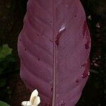 Goeppertia warszewiczii Flower