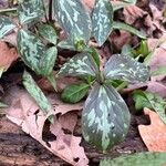 Trillium sessile 叶