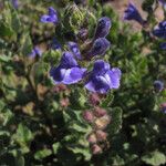 Scutellaria tuberosa Flor