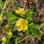 Malachra alceifoliaFlower