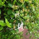 Lonicera caprifolium 花