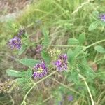 Medicago sativaFlower