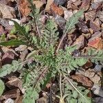 Oenothera primiverisHoja