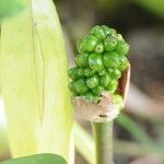 Arum palaestinum Fruit
