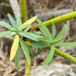 Euphorbia lamarckii Hoja