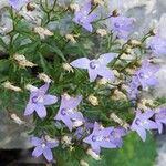 Campanula waldsteinianaKvet