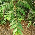 Muntingia calabura Leaf