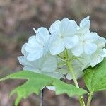 Viburnum macrocephalum Blüte