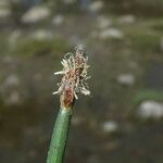 Eleocharis palustris Blomst