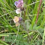 Vicia sepium Foglia