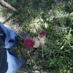 Cirsium horridulum Blüte