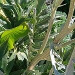 Cynara cardunculus Leaf