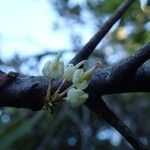 Lepidocupania grandiflora