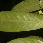 Guatteria tomentosa Feuille