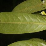 Guatteria tomentosa Frunză