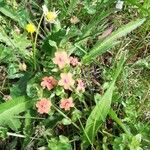 Lysimachia arvensisFiore