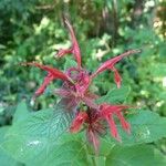 Monarda didyma Kwiat