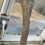 Jatropha gossypiifolia Bark