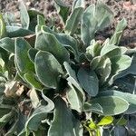 Silene coronaria Leaf